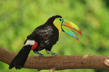 Keel-billed Toucan