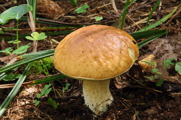 Boletus edulis. Mushroom.
