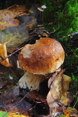 Boletus edulis. Mushroom.
