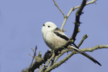 long tailed tit with white head  (Aegithalos caudatus caudaus)