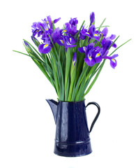 blue irises in flower pot