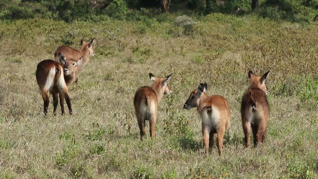 Young Defassa waterbuck grooming, Lake Nakuru