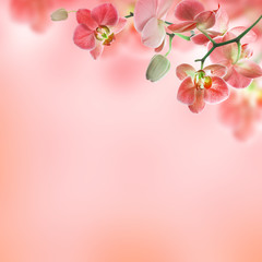 Floral background of tropical orchids