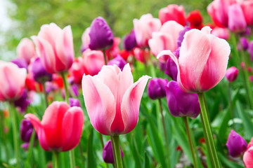 Fototapeta premium Tulipany