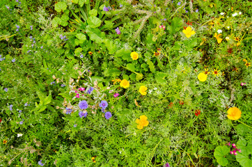 Wild flowers, from above