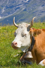 Swiss cow