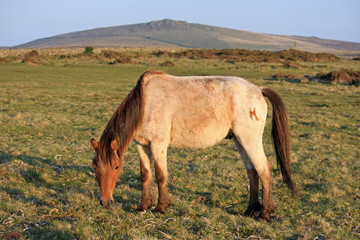 Dartmoor pony