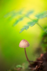 dream mushroom