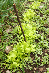Organic lettuce plantation