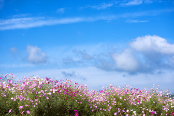 Obraz na płótnie Canvas ピンクのコスモスの花畑と青空
