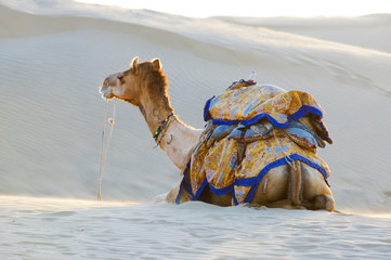 Camels in the Thar Desert, Jaisalmer, India