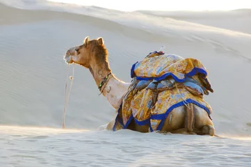 Crédence de cuisine en verre imprimé Chameau Camels in the Thar Desert, Jaisalmer, India