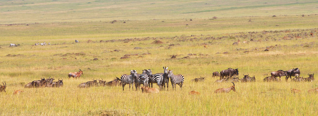 herd of zebras, topis and gnus in the savannah in africa - 59947302