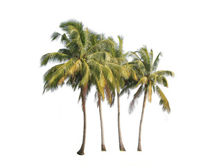 Vier kokospalmen geïsoleerd op een witte achtergrond