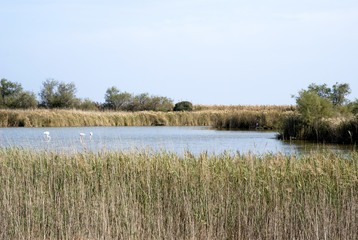 Obraz premium Camargue wild landscape, France