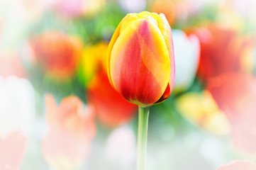 Spring tulip