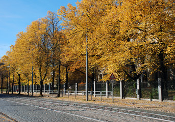 Linden trees in autumn
