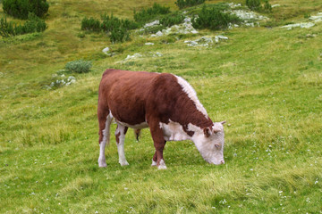 Fototapeta na wymiar Red-white cow grazing