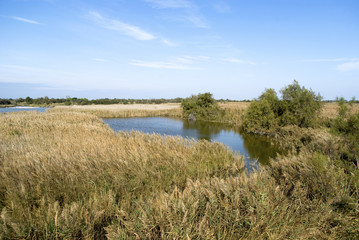 Camargue wild landscape, France