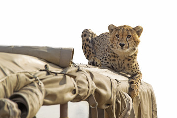 Cheetah on the roof of a safari jeep © Ana Gram