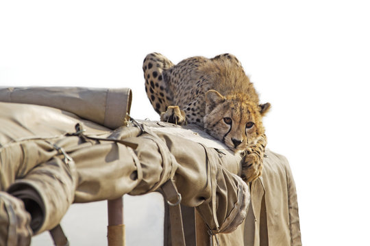 Cheetah on the roof of a safari jeep