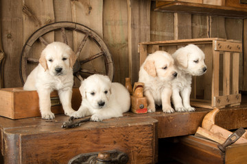 Carpenter Puppies - obrazy, fototapety, plakaty