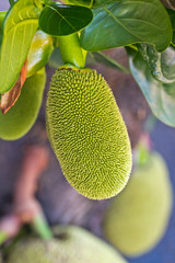 fresh young jackfruit on plant