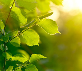Green leaves background. Shallow DOF