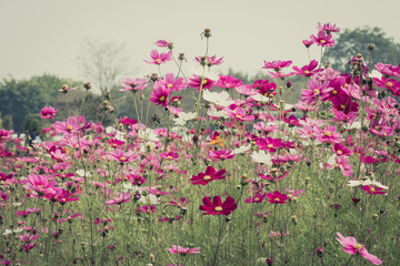 Cosmos flower in field