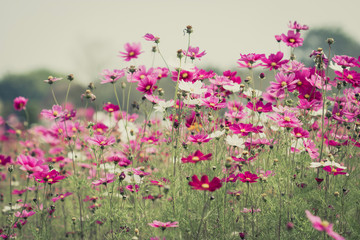 Obraz premium Cosmos flower in field