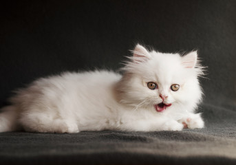 Fototapeta na wymiar Kitten licking mouth