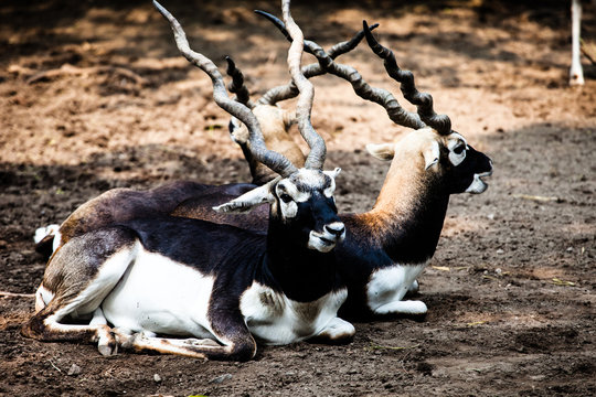 Indian Black Buck Antelope