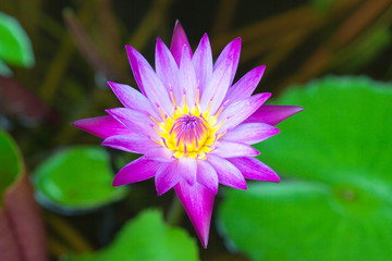 Obraz premium nénuphar