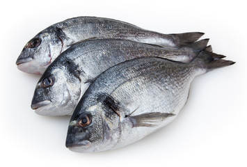 Fish dorado isolated on white background with clipping path
