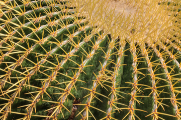 Naklejka na ściany i meble Kaktus roślin (makro)
