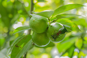 Insect on leaf lemon.