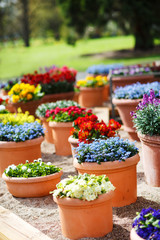 Fototapeta na wymiar Piękne kwiaty w donicach różne ceramicznych w parku wiosną