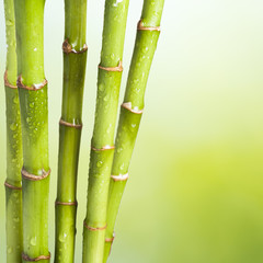 Fresh Bamboo