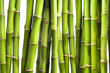 Fototapeta premium Świeży bambus