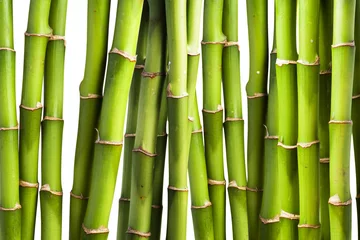 Photo sur Plexiglas Bambou Bambou frais