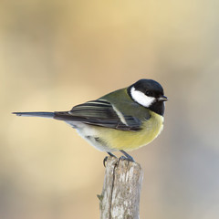 Fototapeta premium Tit on top