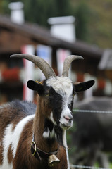 ziege