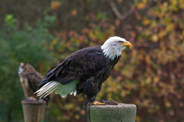Bald Eagle