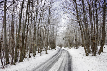 Snowy Road And Bare Trees In Etna Park, Sicily