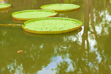 nénuphar géant, Victoria Amazonica, île Maurice