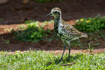 USA-Hawaii-Oahu-8474