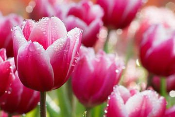 Water drop on pink tulip