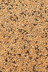 Bird seed a mix of millet and other seeds