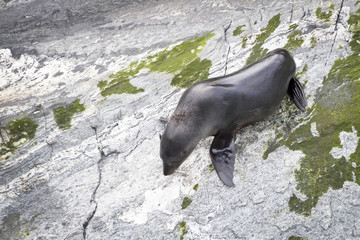 Fur seal