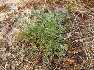 Young escapes of a wormwood bitter (Artemisia absinthium L. )